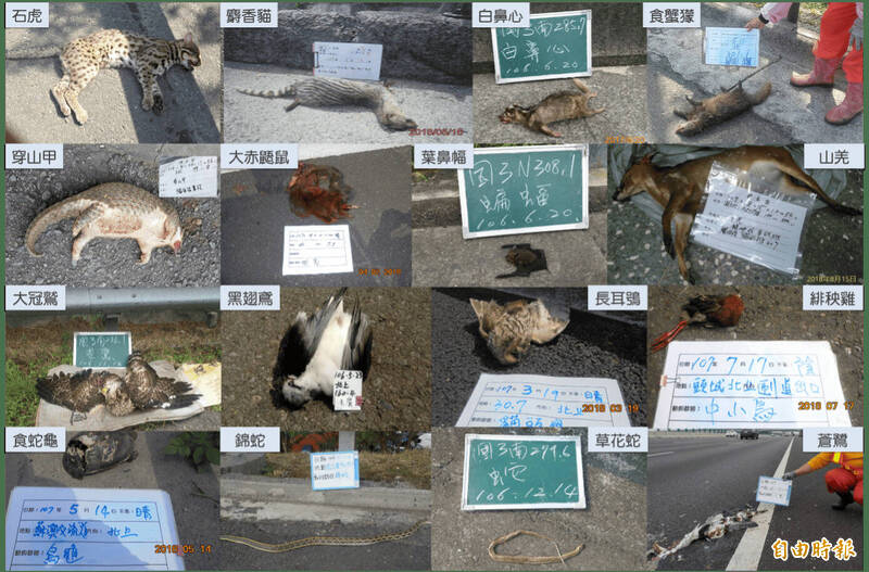 國道罕見「鹿殺」外還曾「路殺」白鼻心、 眼鏡蛇等 國3最多