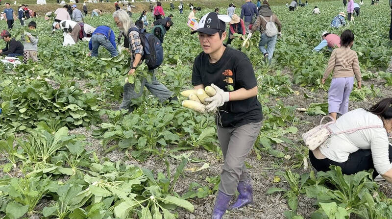 有呷擱有掠!台東關山3000人拔蘿蔔 爽抽iPhone帶回家