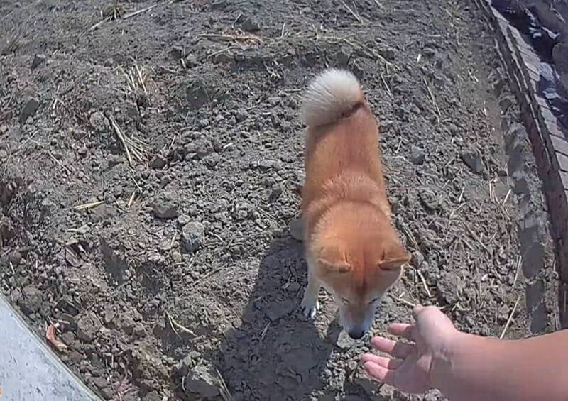 台中萌柴溜出門 AirTag助攻尋回……在農田玩瘋了