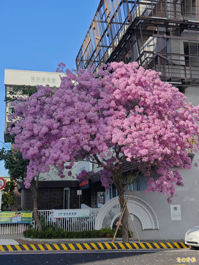 員林街角「粉紅棉花糖」爆紅 7年風鈴木迎最美花期 背後暖心理由曝光