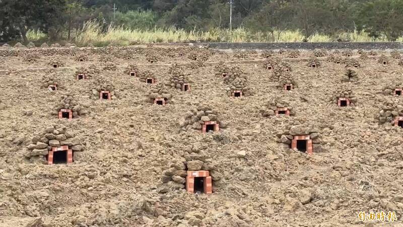田間一堆堆「歪樓」像墳塚? 通霄居民淡定回應:要焢地瓜啦!