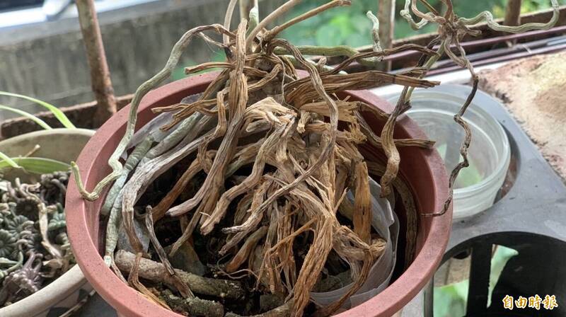 週三就是「立春」!廖大乙:送走「破枯壞礙」迎好運