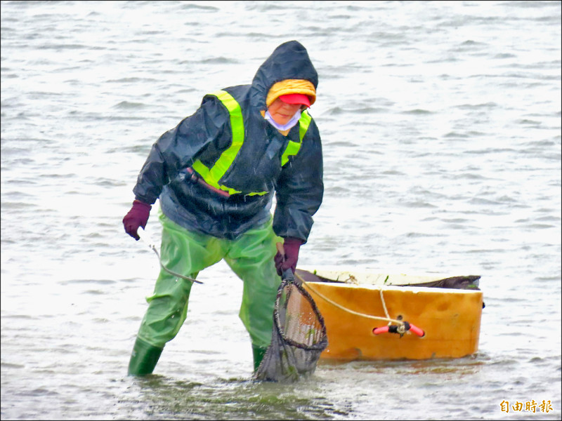 澎湖土魠、紫菜、海菜 歲末3金小確幸