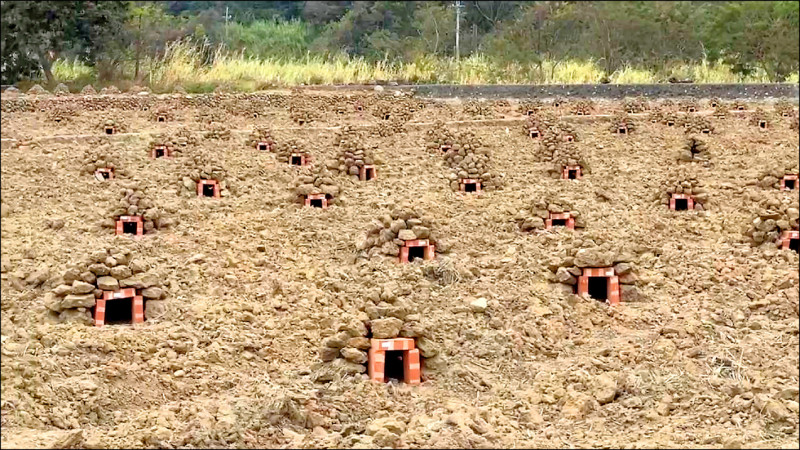 通霄農田焢窯烤地瓜 7日登場
