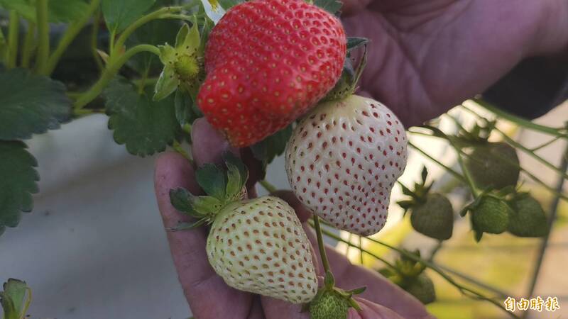 苗栗大湖白草莓以「顆」賣 百元起跳