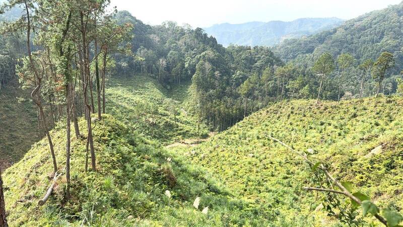 竹縣造林2.0新制縮短獎勵年限 舊制變更期限到年底