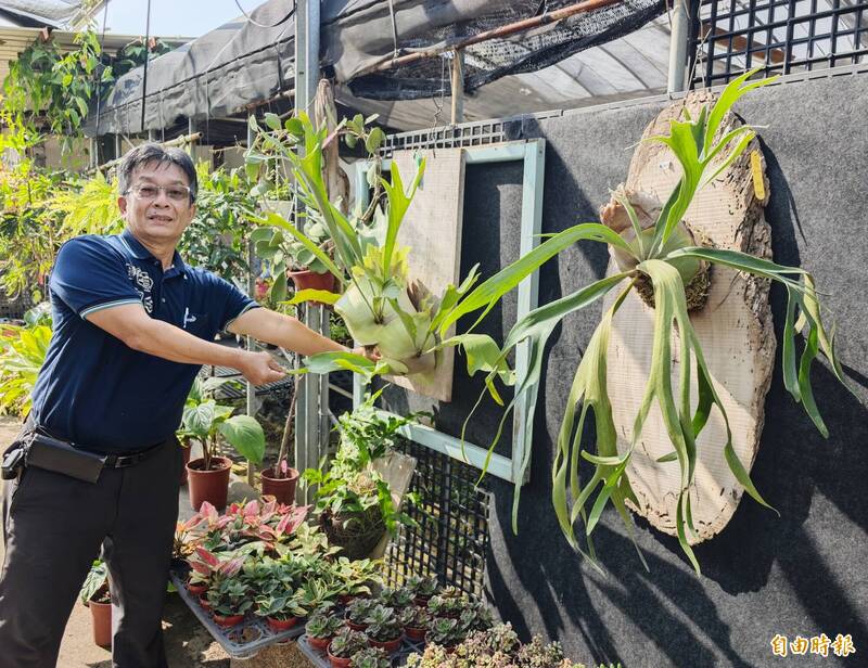 升官、發財、求姻緣 鹿角蕨玩諧音梗妙變馬年應景園藝