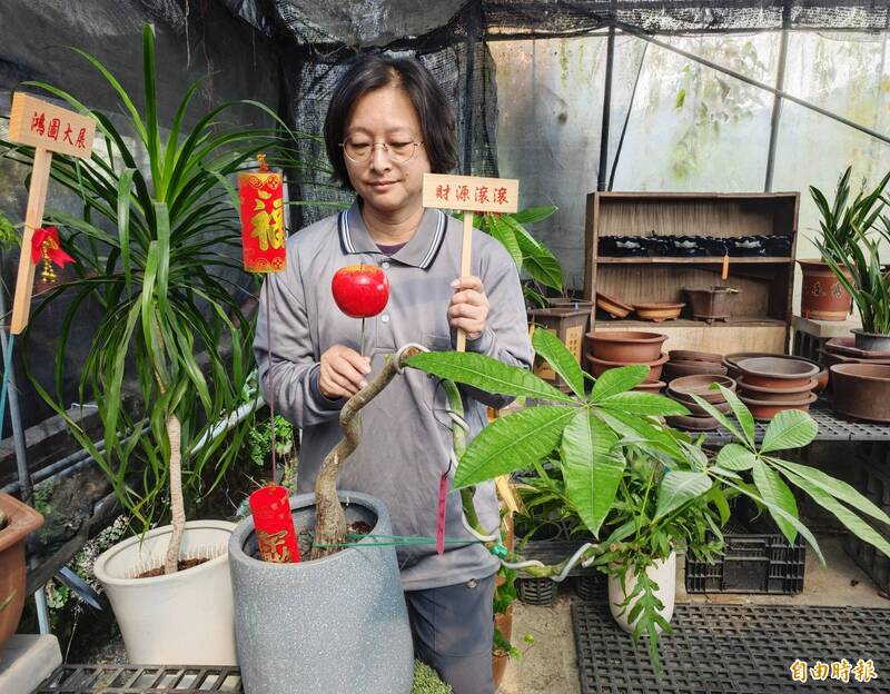 農曆馬年將至，又稱「搖錢樹」的馬拉巴栗相當討喜，買氣熱絡。（記者吳俊鋒攝）