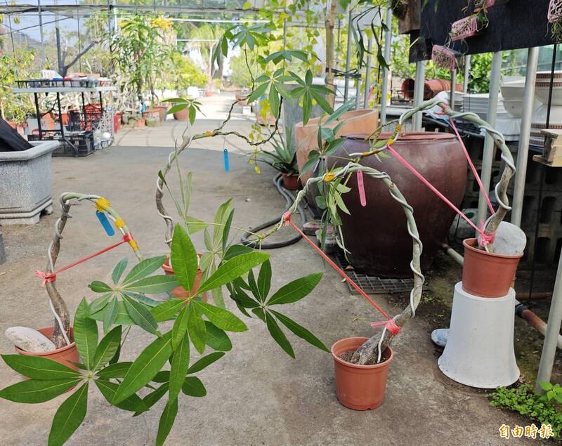 馬年討喜的馬拉巴栗，常被塑型成另類的迎客松，是深受歡迎的盆景之一。（記者吳俊鋒攝）