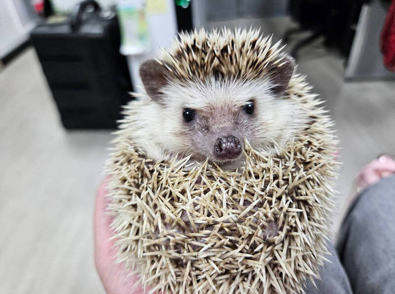 「國際刺蝟日」新北推特殊寵物登記獎勵 棄養恐挨罰