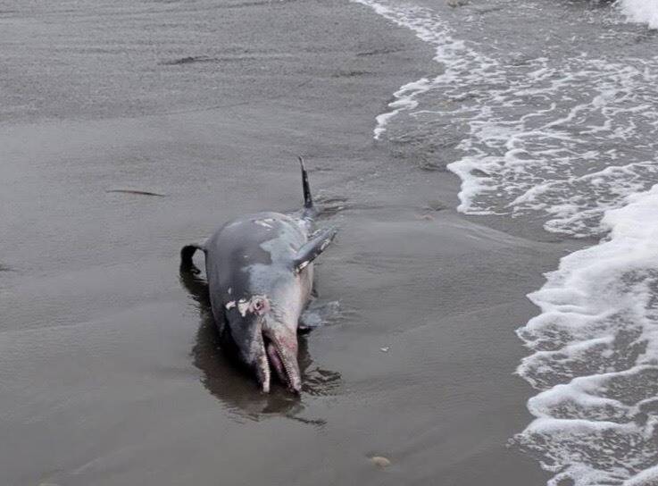 雙新自行車道旁新豐海岸發現海豚擱淺死亡 通報海保署調查