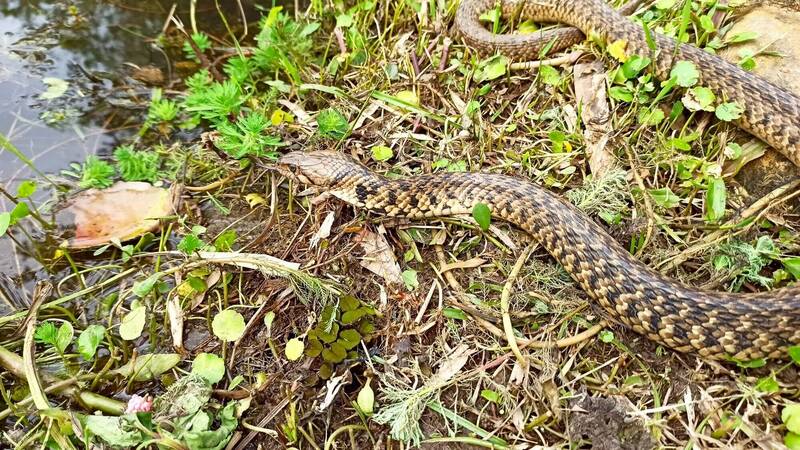 校園有蛇！桃園自立國小打造生態池5年 野生草花蛇驚喜現蹤