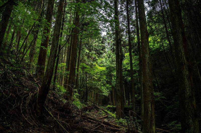 離奇命案！中國籍女子陳屍日本山林 警判疑遭謀殺