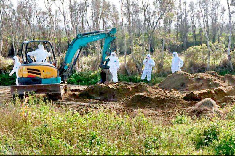 台中豐康牧場禽流感斃死雞埋苗栗 場主收押禁見、地主20萬交保