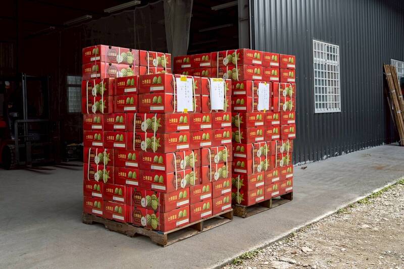 台東鳳梨釋迦又陷銷售困境 彰化縣府訂購130箱助農民穩生計