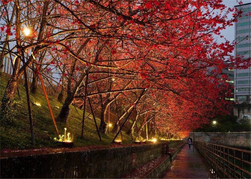 9天春節想賞花 內湖夜櫻季搶先登場