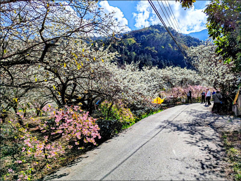 信義草坪頭櫻花季開跑 李花爭豔