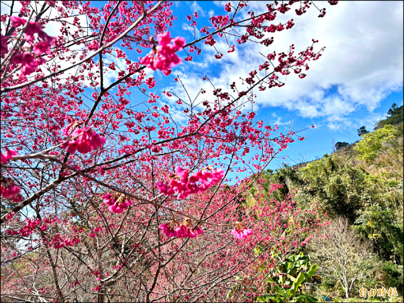 草嶺石壁櫻花季 斗六可搭直達車