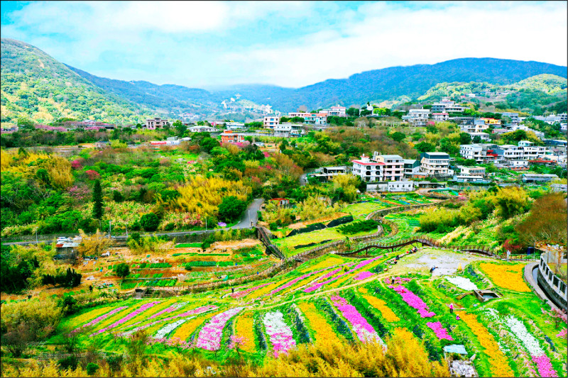台北鵝尾山水梯田 波斯菊搖曳