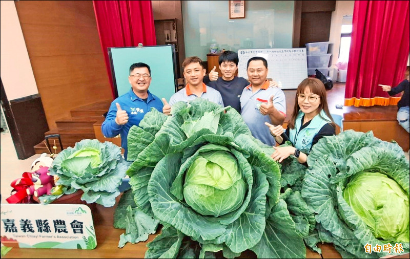 嘉義巨大高麗菜競賽 35台斤高麗菜王出爐