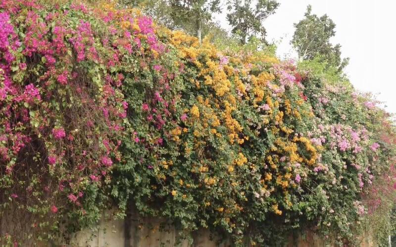 立春了！彰市八卦山百米長七彩九重葛大爆發 宛如彩色瀑布