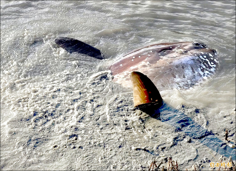 真的翻車了 曼波魚擱淺關渡碼頭