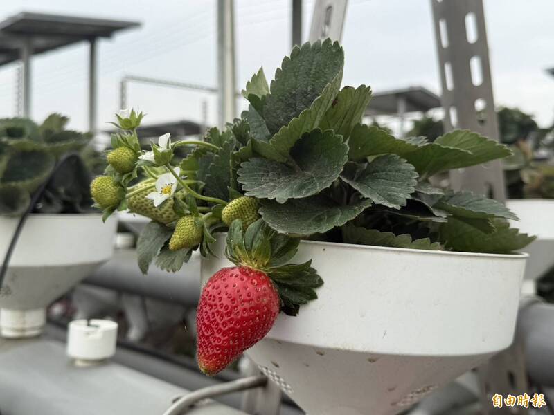 雲林褒忠鄉公所與新湖合作農場推動改良「魚菜共生」，鄉公所今宣布，已在鄉內3處種植多達6萬顆草莓，甚至已獲連鎖超商通路合作，預計下週一開賣，盼未來「魚莓共生」模式，讓民眾看見農業多元可能。（記者李文德攝）