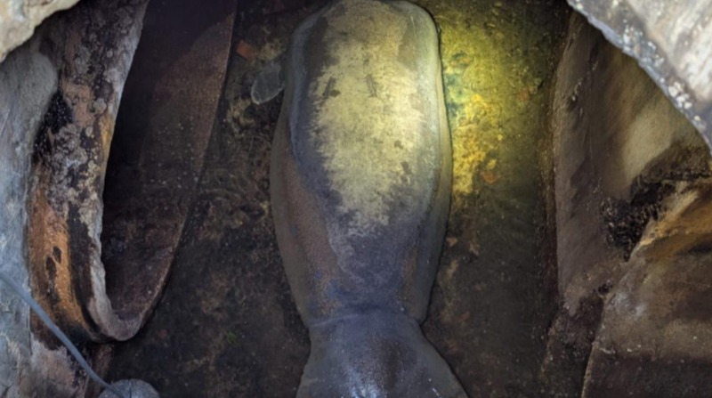 美國佛州「美人魚」受困下水道!海牛重186公斤卻誤闖原因曝