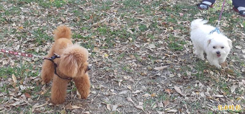 毛孩春節平安指南 台東年節寵物醫療不打烊