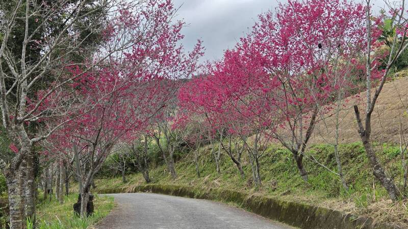 宜蘭燈篙林道櫻花綻放 山櫻、吉野櫻春節將大爆發