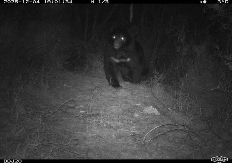 登大霸、走霞喀羅注意熊出沒 九九山莊周邊將建置AI預警系統