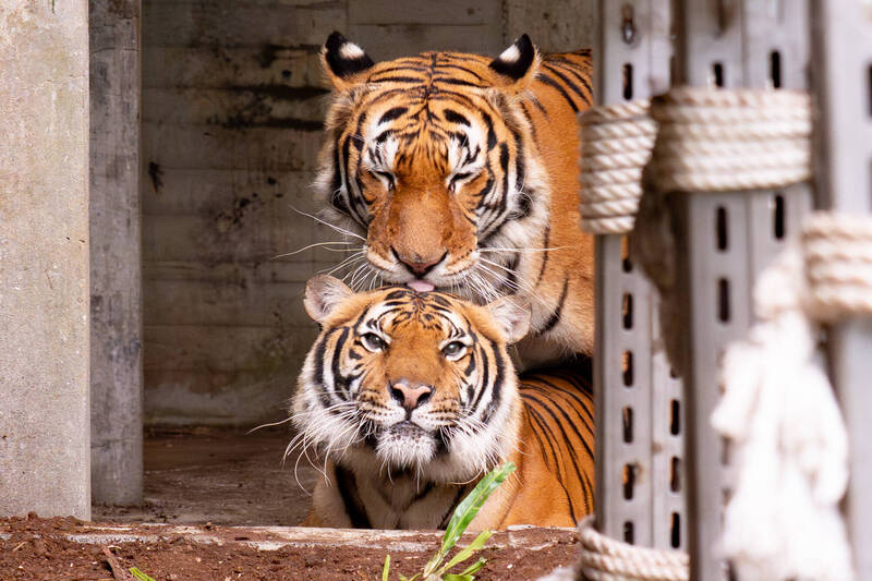 情人節限定溫柔! 台北動物園猛虎變大貓 相依偎竟因「這原因」