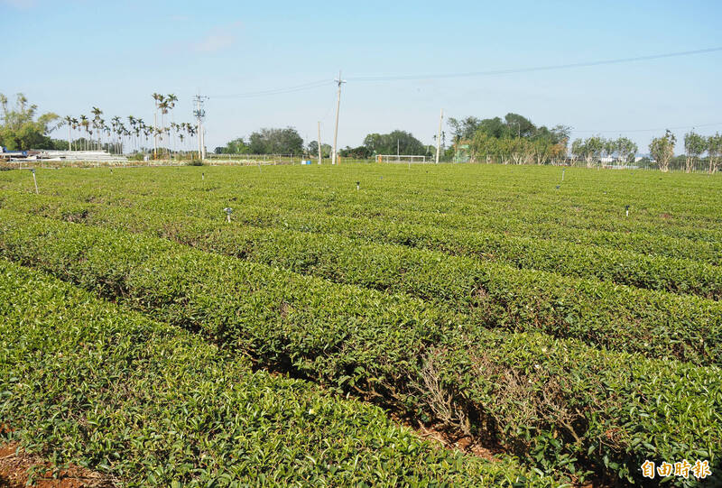 輸美茶葉0關稅 茶葉專家藍芳仁:名間茶葉受益最大