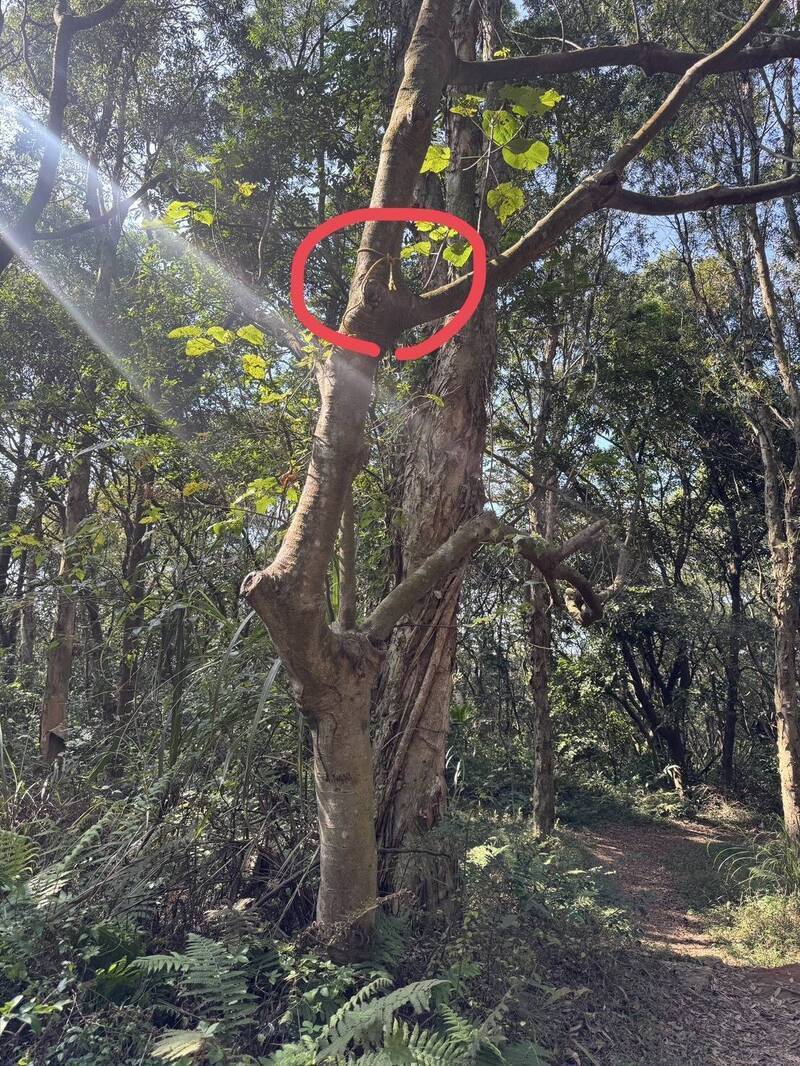 桃園男詭吊樹上亡!中配妻行徑超可疑 傳訊嗆「誰動遺體告死誰」