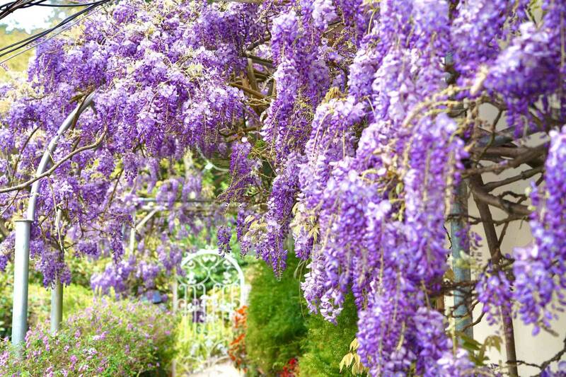 春季到訪嘉義縣瑞里 白天賞紫藤夜晚尋螢蹤