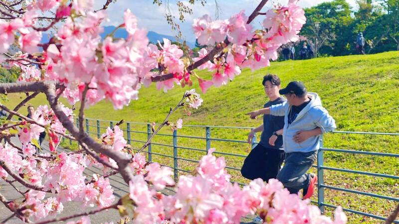 新店陽光運動公園櫻花盛放逾6成 賞櫻踏青好去處