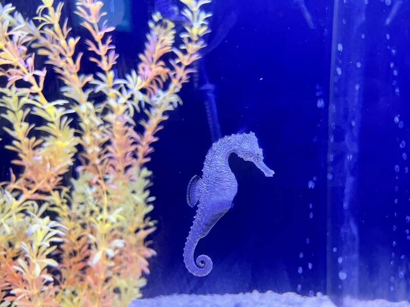 萬馬奔騰迎新春 澎湖水族館海馬競技場熱鬧登場
