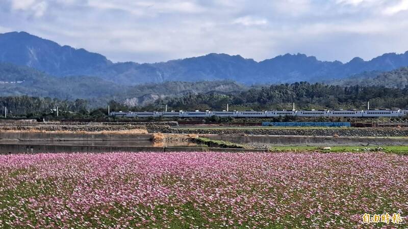台東鹿野波斯菊盛開 蝴蝶蜜蜂交織亂舞
