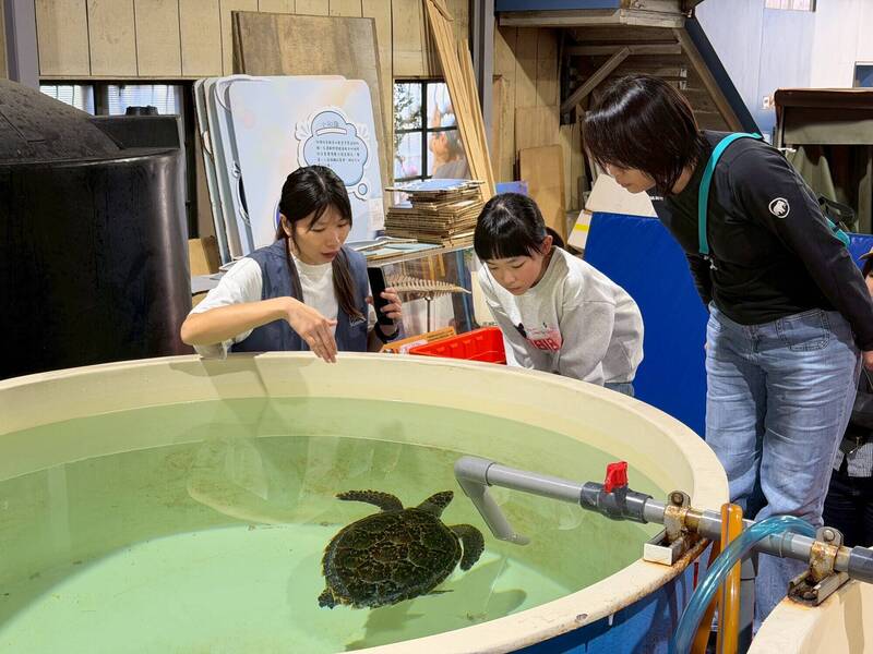 新北去年接獲52件擱淺通報 海龜41件最多