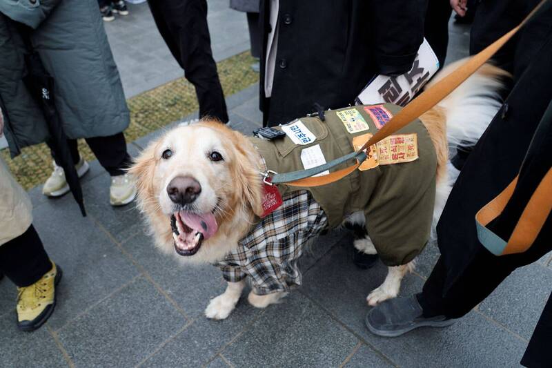南韓官方調查近3成家庭養寵物養狗者佔逾8成 寵物經濟成新日常