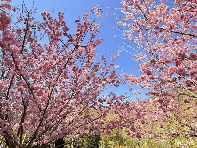 免出國也能賞櫻!古坑草嶺萬株櫻花美炸 初一到「這時」最佳賞花期
