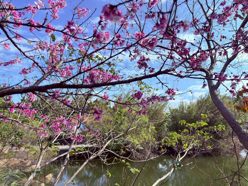 竹縣櫻花季即將登場 「夢幻賞櫻地圖」大公開