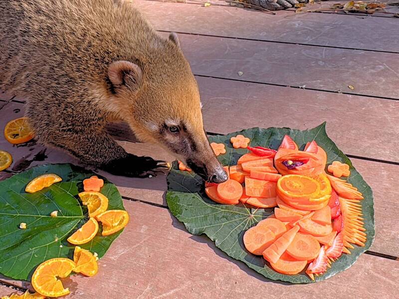 馬年除夕圍爐 壽山動物園端出「金馬五吉」年菜