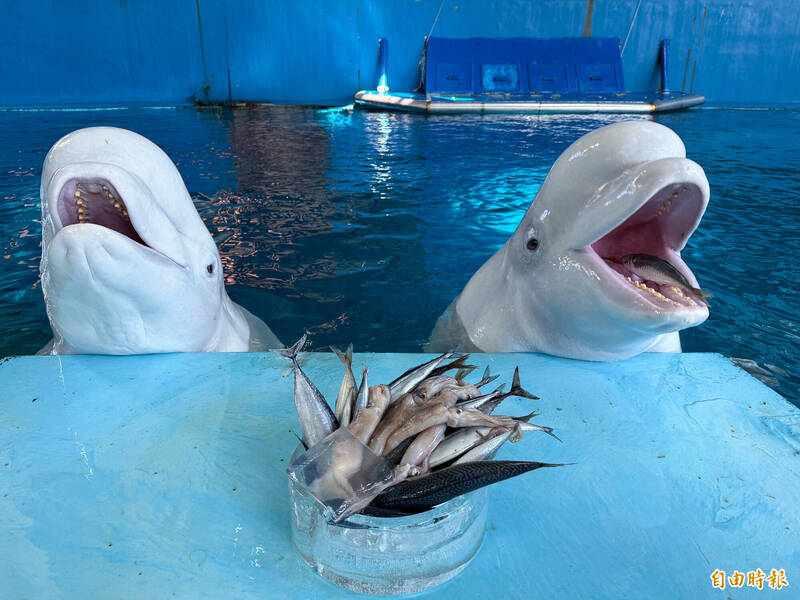 海生館「海底圍爐」超可愛 小白鯨探頭張望如小屁孩