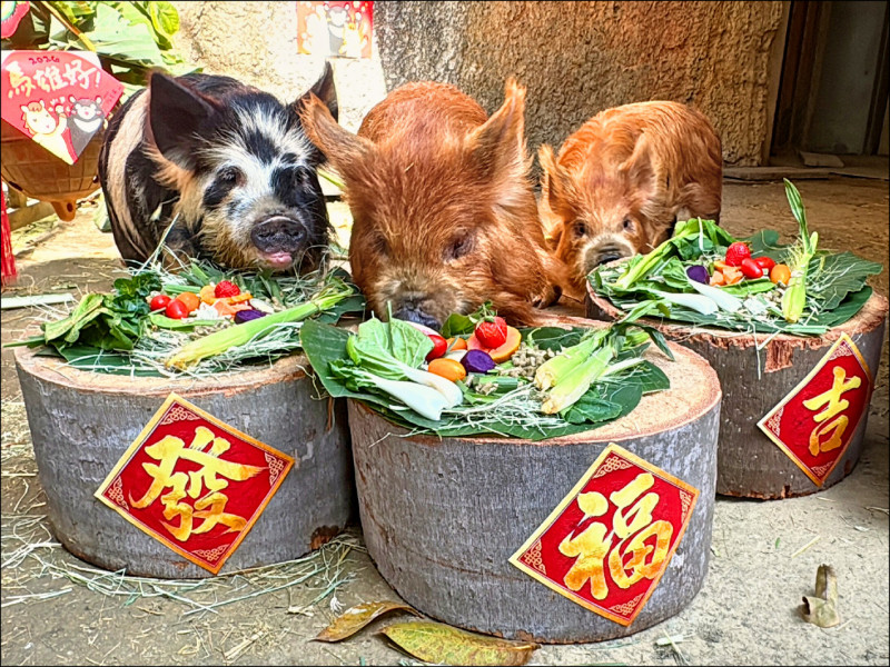 壽山動物園有年味 除夕「金馬五吉」年菜圍爐