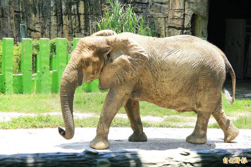 壽山動物園「阿里」離世 台灣防虐動物協會「逆風」這樣說