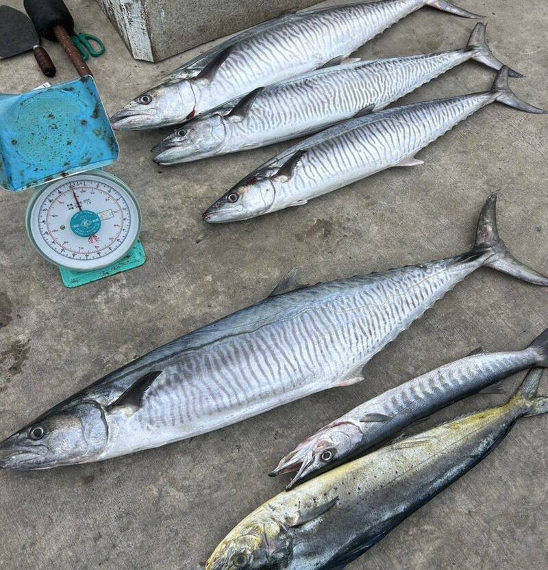 馬年新春傳捷報 吉貝漁民大豐收 「白金」、「白鑽」相繼入袋