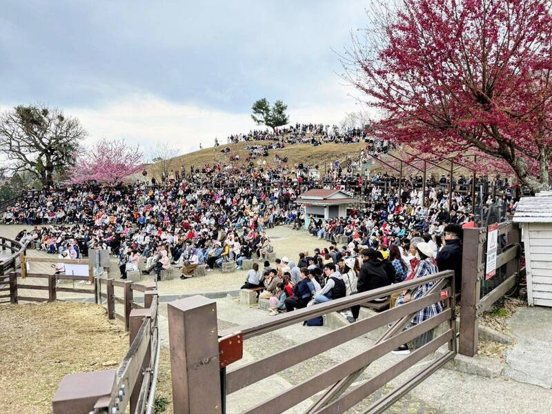 清境春節櫻花開、「Happy羊羊」坐鎮 初一吸客5000人