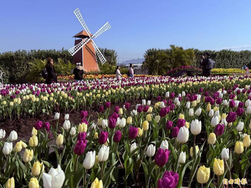 后里馬場生肖屬馬免費入園 中社花市鬱金香綻放