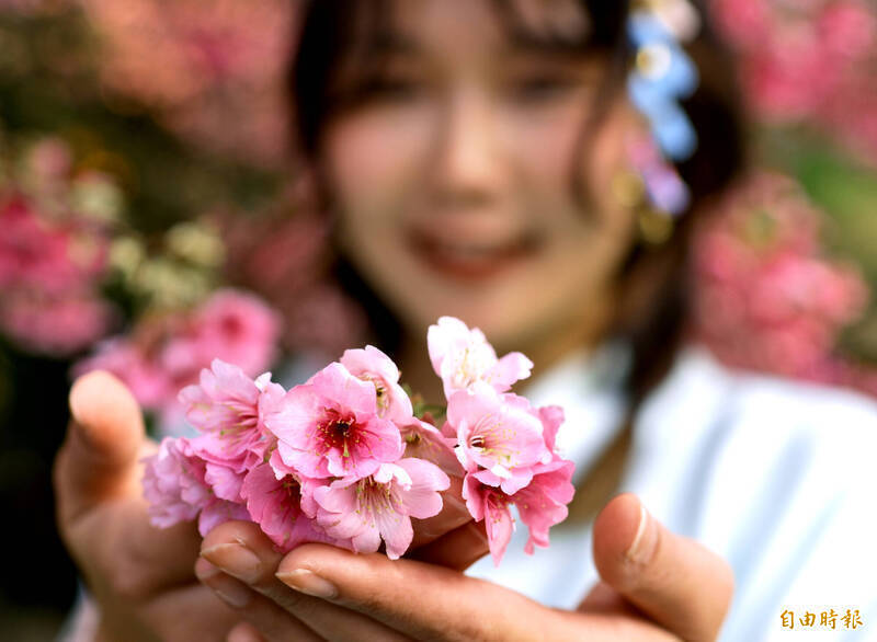 櫻花盛開迎人潮 新北警動用無人機與智慧管控維護交通